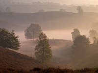 Trees look like silhouettes  Trees look like silhouettes in a hilly misty landscape during sunrise : Netherlands, Posbank, SHADOW, Veluwe, arnhem, biotoop, bomen, boom, bos, buiten, color, creative nature, ecologische, ehs, environment, environmental, feeling, fog, foggy, forest, gelderland, gevoel, habitat, haze, hazy sunlight, heuvel, heuvelig, heuvels, hill, hills, hilly, holland, hoofdstructuur, kleur, landscape, landschap, licht, lighting, mist, mistig, misty, morning, mysterieus, mysterious, mystic, mystical, mystiek, mystieke, nationaal park, national park, natura 2000, natural, nature, nature conservation, nature management, natuur, natuurbeheer, natuurbeleid, natuurbescherming, natuurlijk, natuurlijke, natuurwet, nederland, nevel, nevelig, ochtend, omgeving, orange, oranje, outdoor, pink, roze, rudmer zwerver, scenery, schaduw, sereen, serene, silhouette, sunbeam, sunrise, tree, trees, waas, wazig, zonlicht, zonnestraal, zonsopkomst