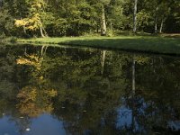 NL, Gelderland, Arnhem, Sonsbeek 14, Saxifraga-Jan van der Straaten