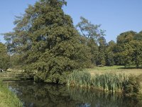 NL, Gelderland, Arnhem, Sonsbeek 3, Saxifraga-Marijke Verhagen