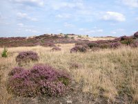 NL, Gelderland, Barneveld, Kootwijkerzand 2, Saxifraga-Bart Vastenhouw