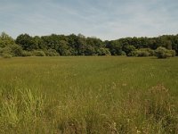 NL, Gelderland, Berg en Dal, Crepido-Juncetum acutiflori 1, Saxifraga-Bas Klaver