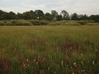 NL, Gelderland, Berg en Dal, De Bruuk 1, Saxifraga-Bas Klaver