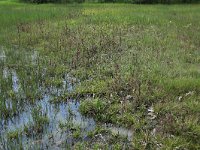 NL, Gelderland, Berg en Dal, De Bruuk 103, Saxifraga-Hans Boll