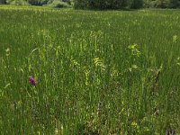 NL, Gelderland, Berg en Dal, De Bruuk 108, Saxifraga-Hans Boll