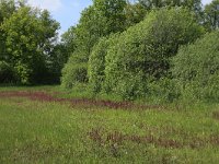 NL, Gelderland, Berg en Dal, De Bruuk 114, Saxifraga-Hans Boll