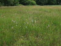 NL, Gelderland, Berg en Dal, De Bruuk 134, Saxifraga-Hans Boll