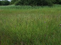 NL, Gelderland, Berg en Dal, De Bruuk 138, Saxifraga-Hans Boll