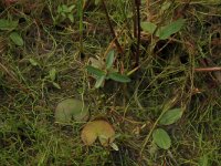 NL, Gelderland, Berg en Dal, De Bruuk 16, Saxifraga-Hans Boll