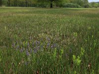 NL, Gelderland, Berg en Dal, De Bruuk 23, Saxifraga-Hans Boll