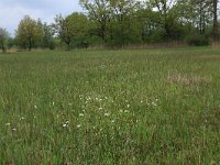 NL, Gelderland, Berg en Dal, De Bruuk 32, Saxifraga-Hans Boll