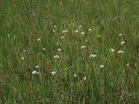 NL, Gelderland, Berg en Dal, De Bruuk 33, Saxifraga-Hans Boll