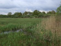 NL, Gelderland, Berg en Dal, De Bruuk 36, Saxifraga-Hans Boll