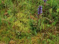 NL, Gelderland, Berg en Dal, De Bruuk 52, Saxifraga-Hans Boll