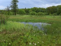 NL, Gelderland, Berg en Dal, De Bruuk 53, Saxifraga-Hans Boll