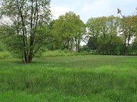 NL, Gelderland, Berg en Dal, De Bruuk 57, Saxifraga-Hans Boll