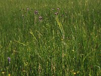 NL, Gelderland, Berg en Dal, De Bruuk 6, Saxifraga-Hans Boll