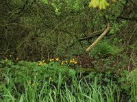 NL, Gelderland, Berg en Dal, De Bruuk 63, Saxifraga-Hans Boll