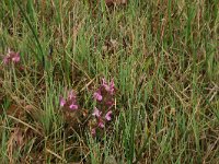 NL, Gelderland, Berg en Dal, De Bruuk 65, Saxifraga-Hans Boll