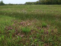 NL, Gelderland, Berg en Dal, De Bruuk 69, Saxifraga-Hans Boll