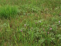 NL, Gelderland, Berg en Dal, De Bruuk 71, Saxifraga-Hans Boll