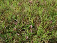 NL, Gelderland, Berg en Dal, De Bruuk 74, Saxifraga-Hans Boll