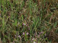 NL, Gelderland, Berg en Dal, De Bruuk 87, Saxifraga-Hans Boll