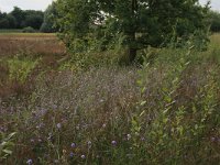 NL, Gelderland, Berg en Dal, De Bruuk 9, Saxifraga-Hans Boll