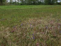 NL, Gelderland, Berg en Dal, De Bruuk 93, Saxifraga-Hans Boll