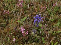 NL, Gelderland, Berg en Dal, De Bruuk 95, Saxifraga-Hans Boll