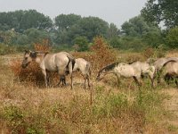 NL, Gelderland, Berg en Dal, Groenlanden 3, Saxifraga-Hans Boll