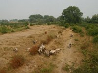 NL, Gelderland, Berg en Dal, Groenlanden 4, Saxifraga-Hans Boll