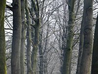 NL, Gelderland, Berg en Dal, Landgoed De Holthurnsche Hof 3, Saxifraga-Tom Heijnen