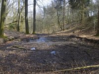 NL, Gelderland, Berg en Dal, Landgoed De Holthurnsche Hof 4, Saxifraga-Tom Heijnen