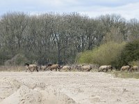 NL, Gelderland, Berg en Dal, Millingerwaard 10, Saxifraga-Tom Heijnen