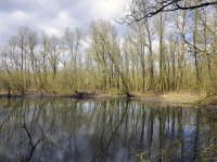 NL, Gelderland, Berg en Dal, Millingerwaard 11, Saxifraga-Tom Heijnen