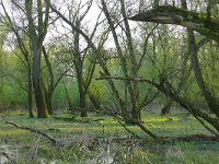 NL, Gelderland, Berg en Dal, Millingerwaard 3, Saxifraga-Tom Heijnen