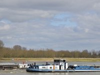 NL, Gelderland, Berg en Dal, Millingerwaard 8, Saxifraga-Tom Heijnen