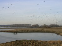 NL, Gelderland, Berg en Dal, Ooijpolder 8, Saxifraga-Henk Sierdsema