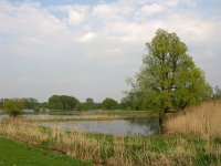 NL, Gelderland, Berg en Dal, Ooypolder 2, Saxifraga-Harry van Oosterhout