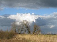 NL, Gelderland, Berg en Dal, Ooypolder 5, Saxifraga-Harry van Oosterhout