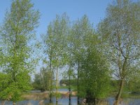 NL, Gelderland, Berg en Dal, Ooypolder 6, Saxifraga-Harry van Oosterhout