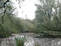 NL, Gelderland, Beuningen, Staartjeswaard 8, Saxifraga-Hans Boll