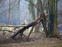 NL, Gelderland, Bronckhorst, Kasteel Hackfort 1, Saxifraga-Bart Vastenhouw