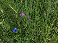 NL, Gelderland, Brummen, Cortenoever 10, Saxifraga-Hans Boll