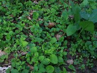 NL, Gelderland, Brummen, Cortenoever 116, Saxifraga-Hans Boll