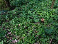 NL, Gelderland, Brummen, Cortenoever 119, Saxifraga-Hans Boll