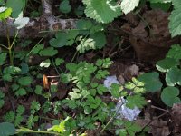 NL, Gelderland, Brummen, Cortenoever 127, Saxifraga-Hans Boll