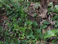 NL, Gelderland, Brummen, Cortenoever 128, Saxifraga-Hans Boll