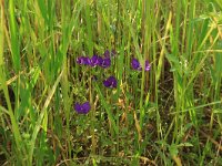 NL, Gelderland, Brummen, Cortenoever 29, Saxifraga-Hans Boll