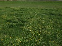 NL, Gelderland, Brummen, Cortenoever 36, Saxifraga-Hans Boll